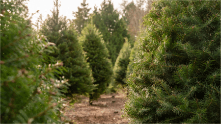 Christmas tree farm