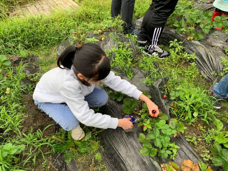A child picks strawberries at Fruitful Organic Farm.
