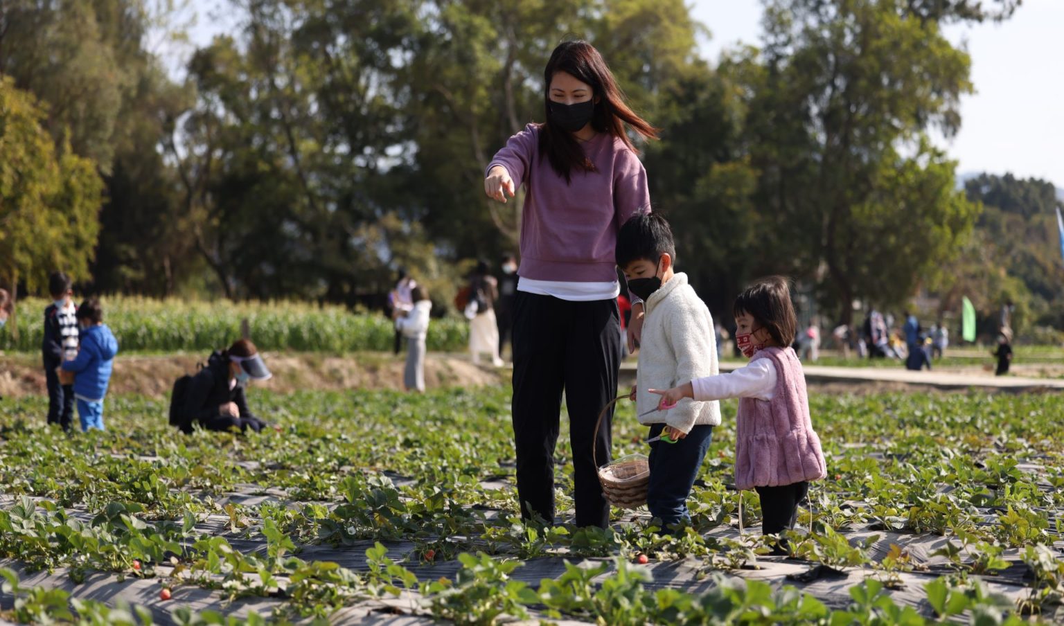 A family comprising a mother, son and daughter in the middle of the strawberry fields at Kam Tin Country Park.