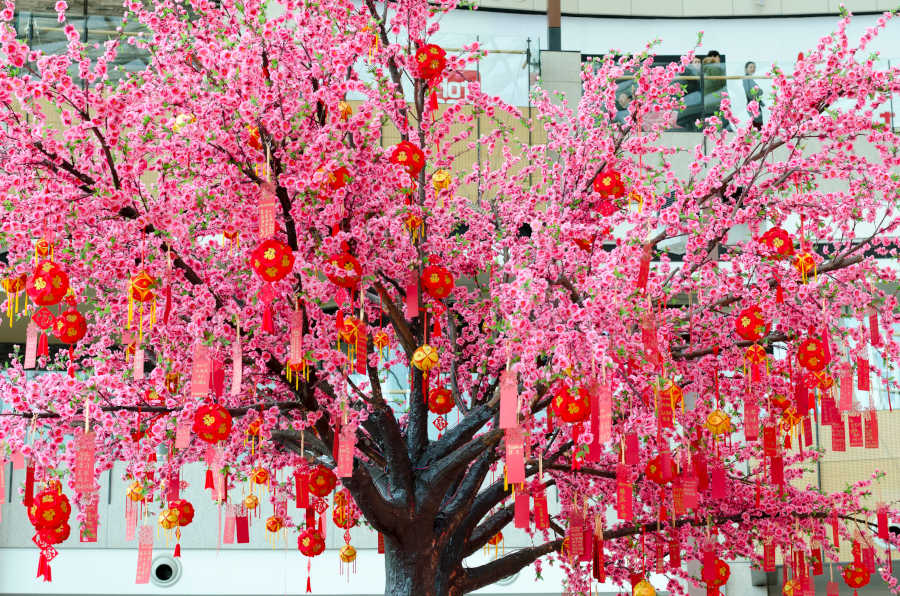 peach blossom tree with chinese new year knots hanging from the branches