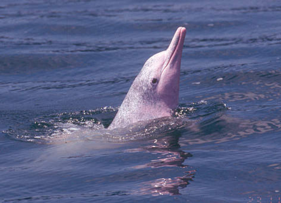 Pink Dolphins near Tai O