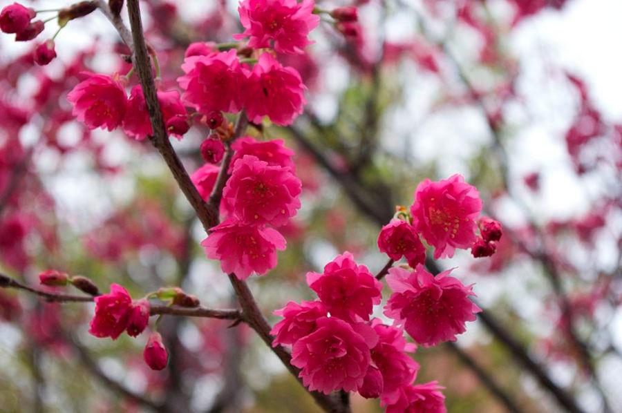 Kwan Kung Pavilion Cherry Blossoms 