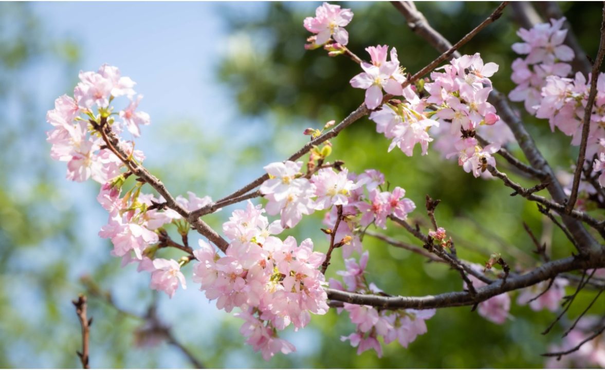 sakura cherry blossoms in hong kong