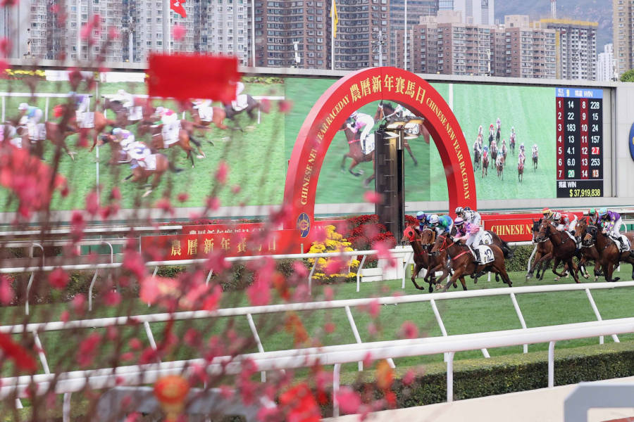 horse racing in hong kong with cherry blossom tree
