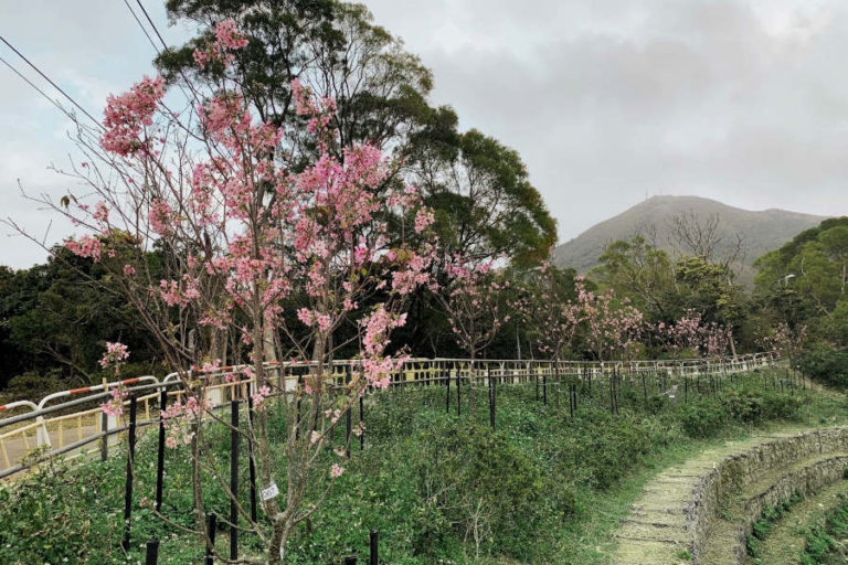 Where To See Cherry Blossom Trees In Hong Kong - The HK HUB