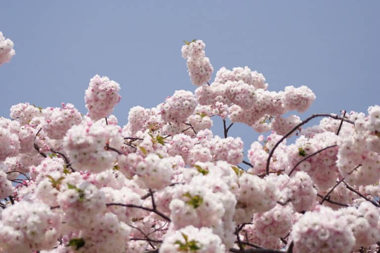 Cherry Blossom in Hong Kong: When, Where, Photos & Details - The HK HUB
