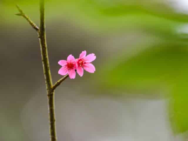 Cherry Blossom in Hong Kong: When, Where, Photos & Details - The HK HUB