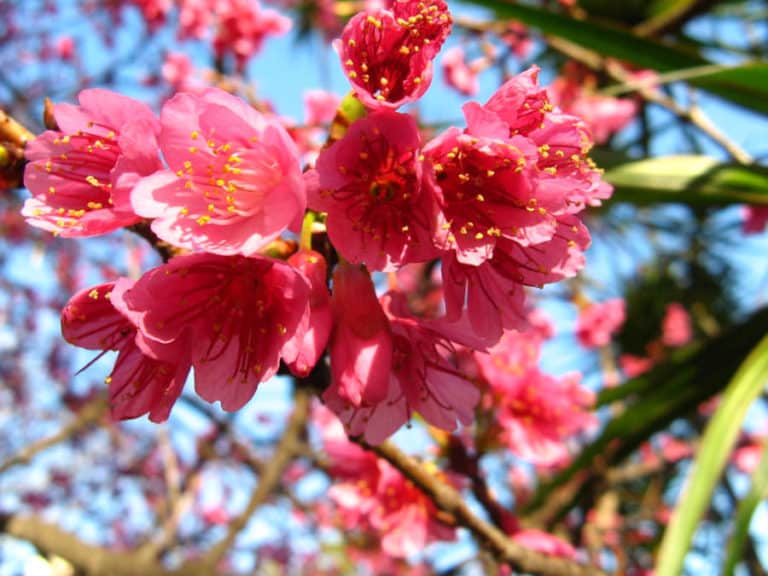 Cherry Blossom in Hong Kong: When, Where, Photos & Details - The HK HUB