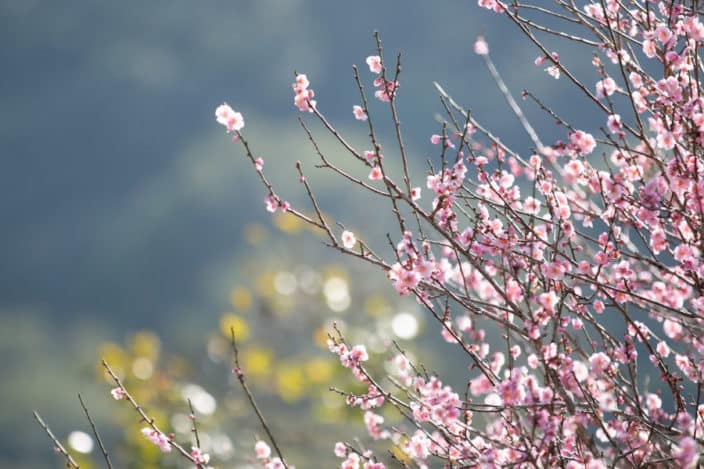 Cherry Blossom in Hong Kong: When, Where, Photos & Details - The HK HUB