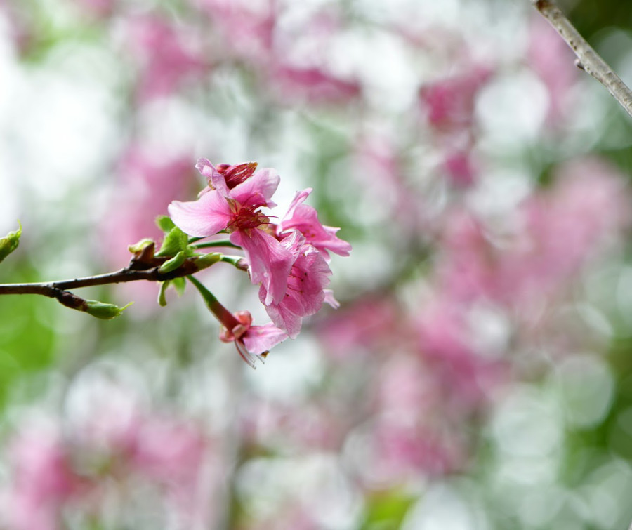 Japanese Cherry Blossoms at Shing Mun Valley Park