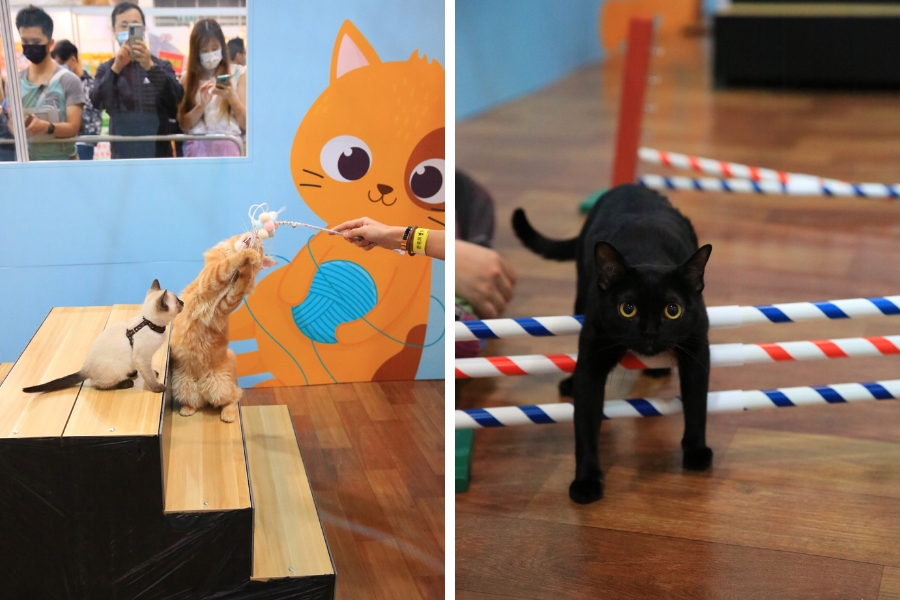 Previous editions of the expo featured demonstrations of pet toys.