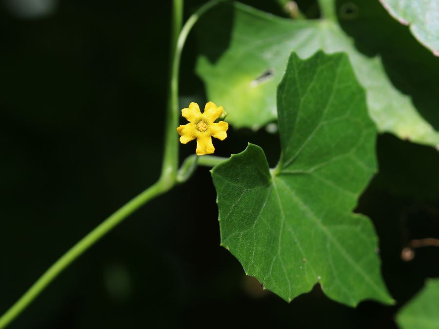 Creeping cucumber is an exotic species native to the United States is naturalised in Hong Kong.