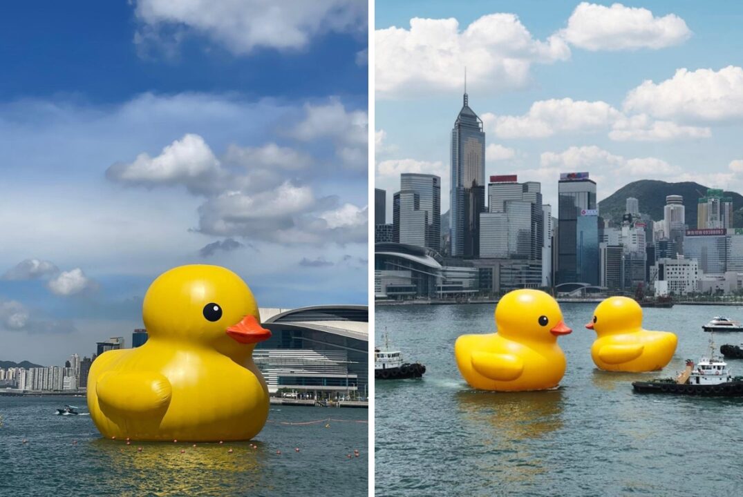 Double ducks reunited in Hong Kong