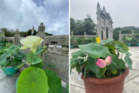 Po Lin Monastery’s First Lotus Festival, With 4000+ Potted Lotuses & Water Lilies, On Till July 2 (Free Entry) First Lotus Festival at Po Lin Monastery in Hong Kong