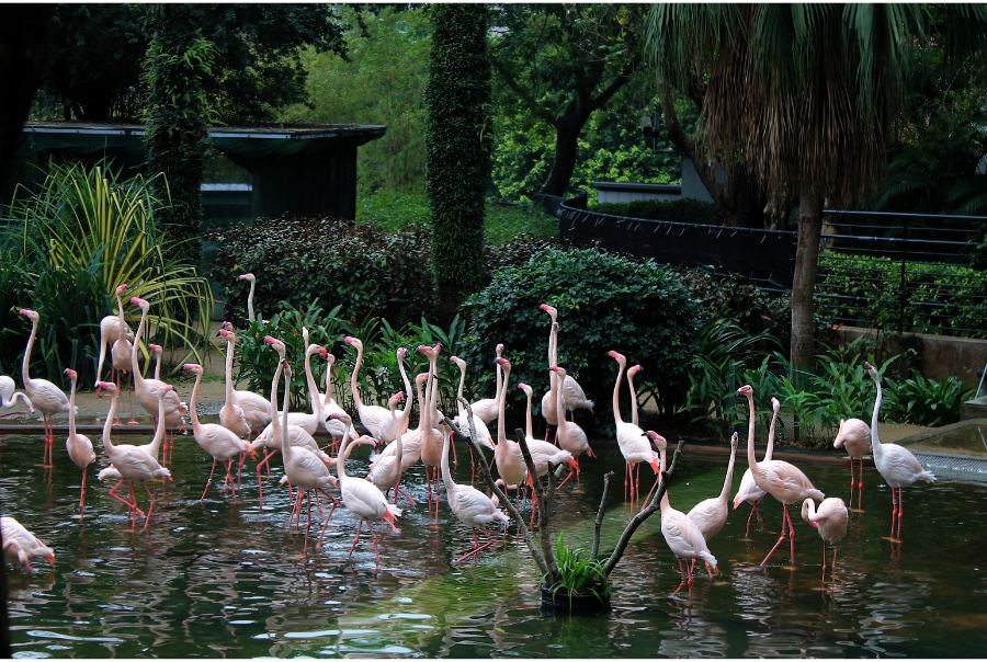 flamingo enclosure in kowloon park hong kong