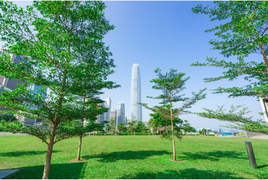 trees and green lawn in tamar park hong kong