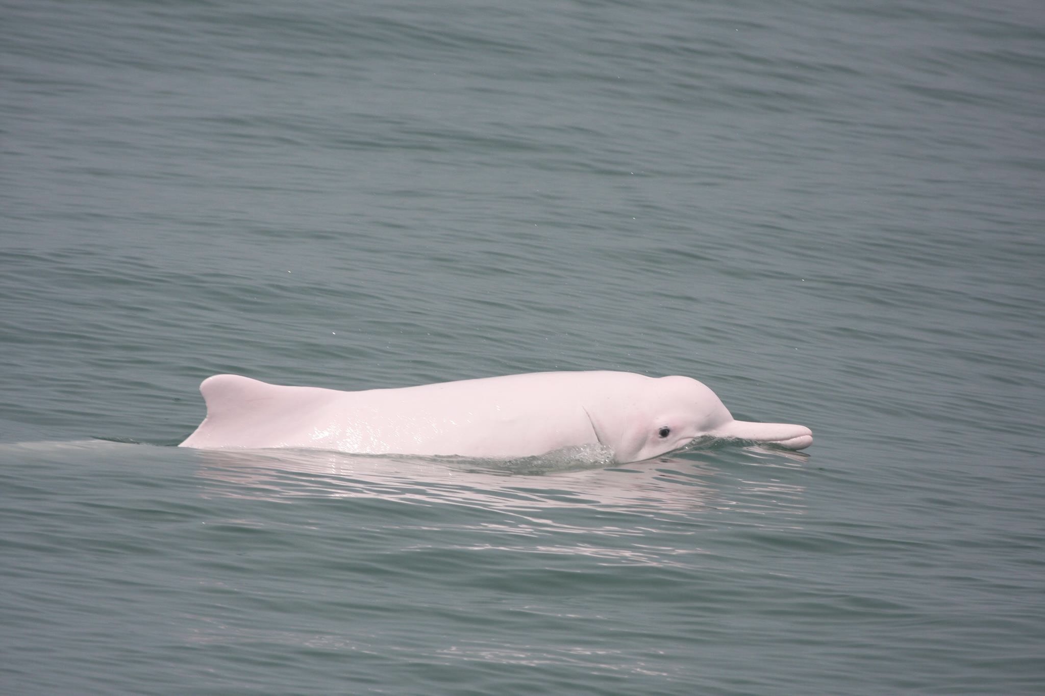 A Chinese White Dolphin swimming in the sea in Hong Kong. About half of its body is exposed as it swims. 