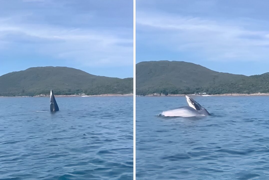 a collage showing what is thought to be a bryde's whale in hong kong waters. the image on the left shows the whale's open mouth. the image on the right shows the whale closing its mouth before returning underwater.