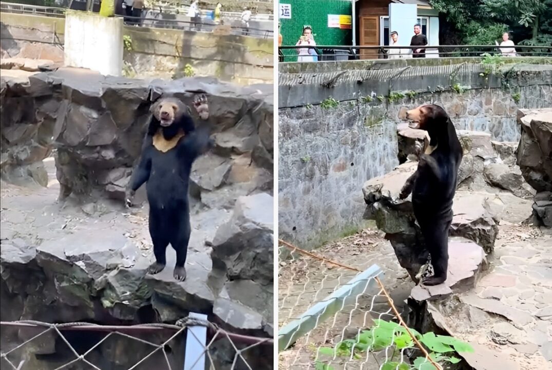 A collage showing two images of a Malayan sun bear. The image on the left shows a front-facing view of the bear stading on a rock in its enclosure with its left paw raised. The image on the righr shows a side view of the bear standing on a rock in its enclosure half-raising its left paw.