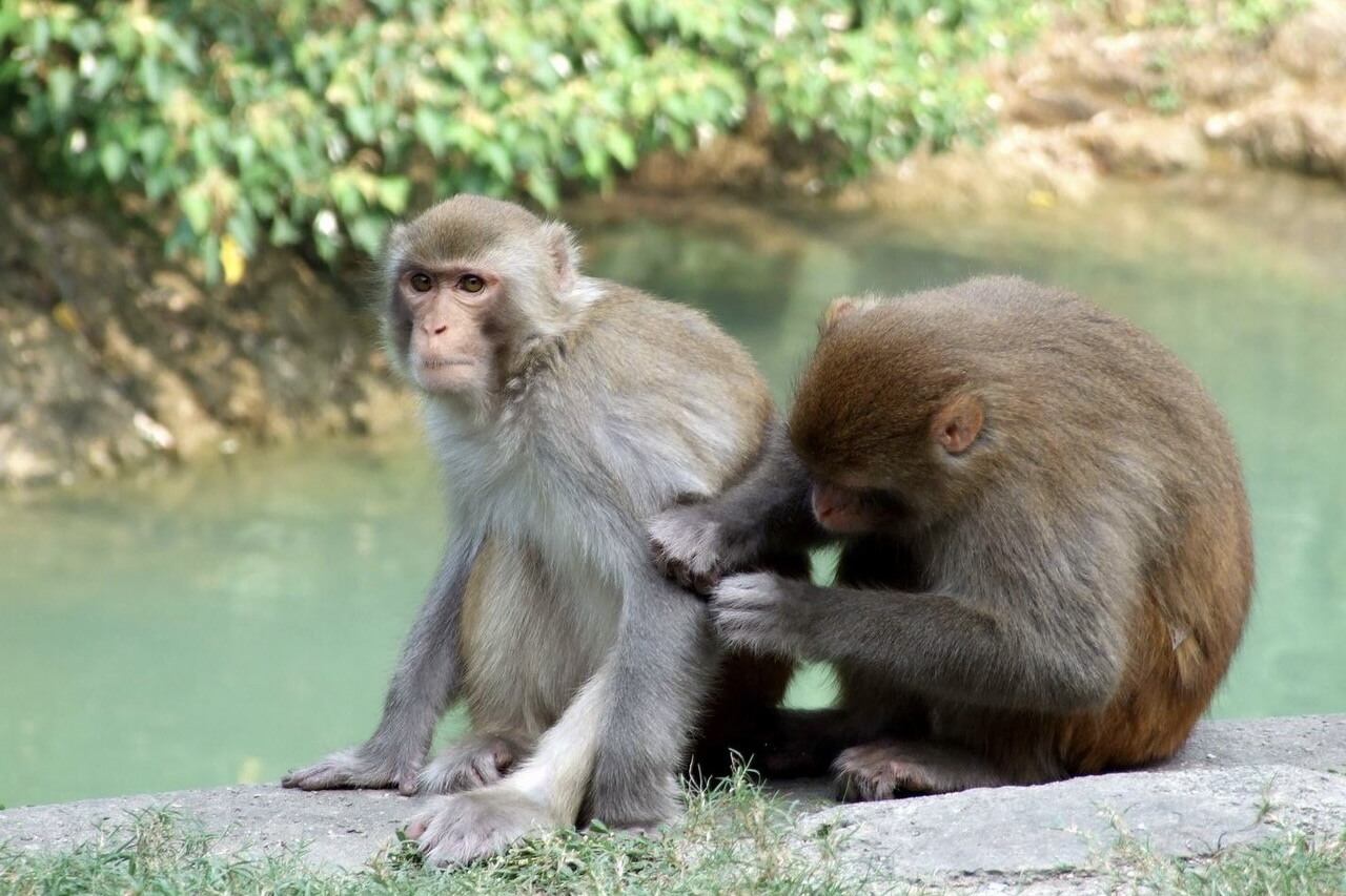 Two macaques at Kam Shan Country park. One looks at the camera while getting groomed by its companion. Both macaques are sitting on a rock in front of a stream.