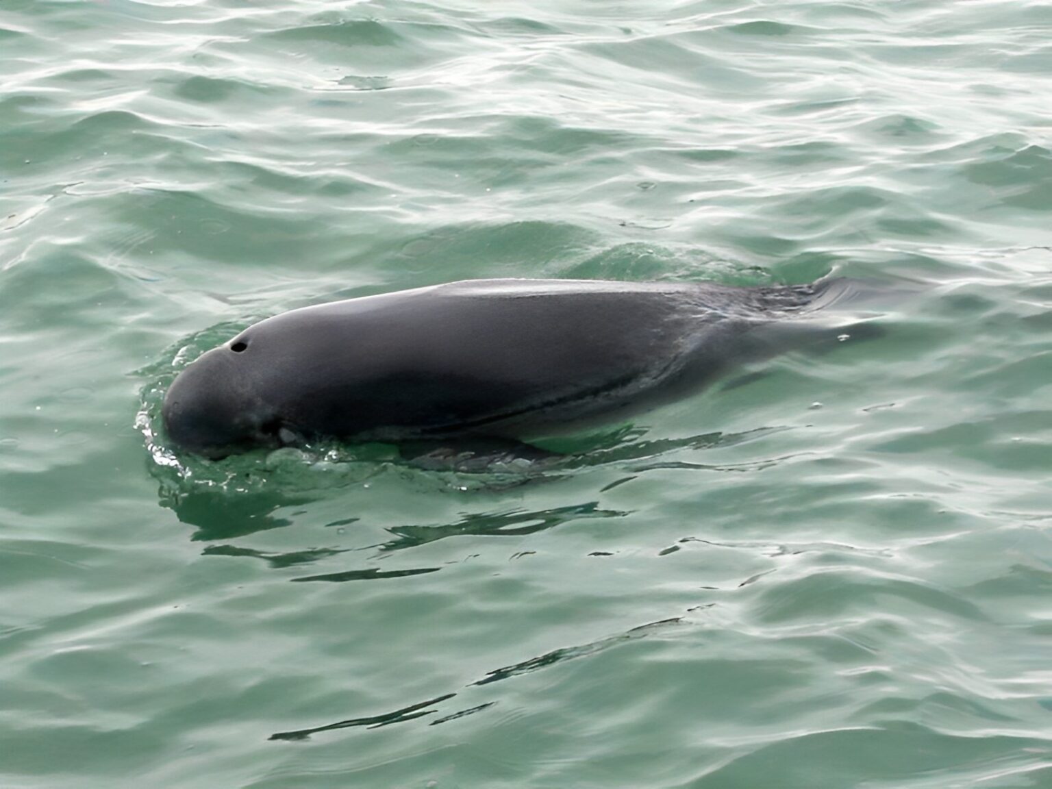 A finless porpoise swimming in the sea. The upper one-third of its body can be seen,, as well as its blowhole.