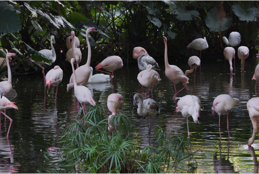 A flock of flamingos in a pond at Kowloon Park in Hong Kong.