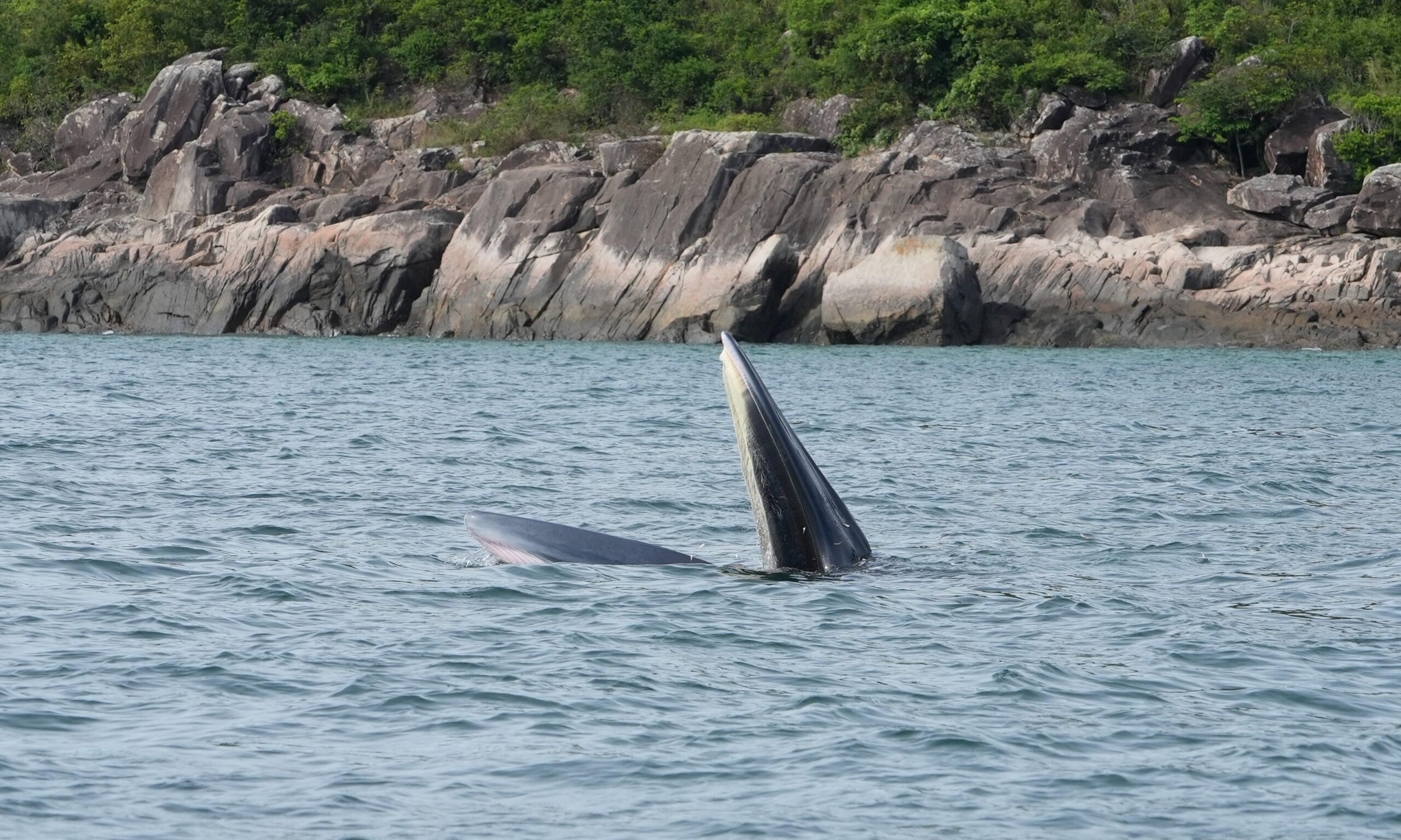 A Bryde's whale in Hong Kong with its jaws protruding out of the water.