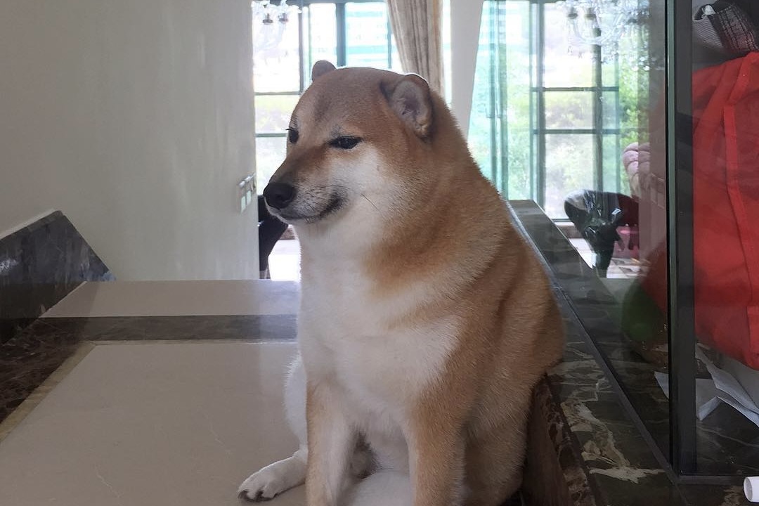 A Shiba Inu dog sits on the floor of a flat and looks at the camera with a 'smirk'.