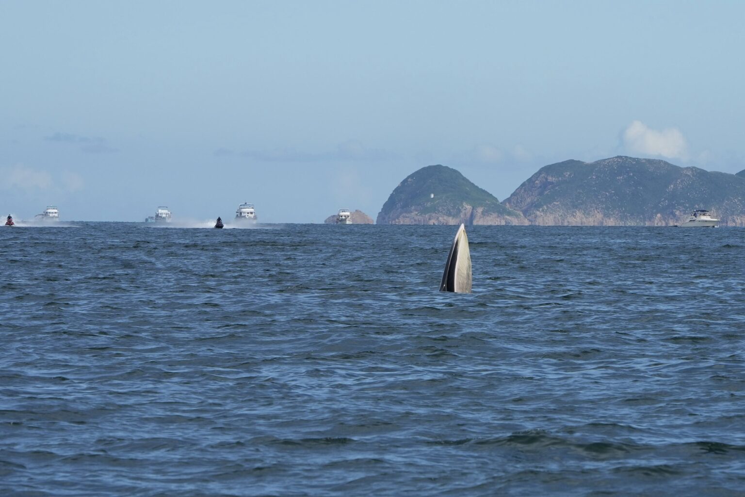 A suspected Bryde's whale feeds in Hong Kong waters, with its mouth protruding out of the surface of the sea. In the background, there are are boats and rocky terrain.