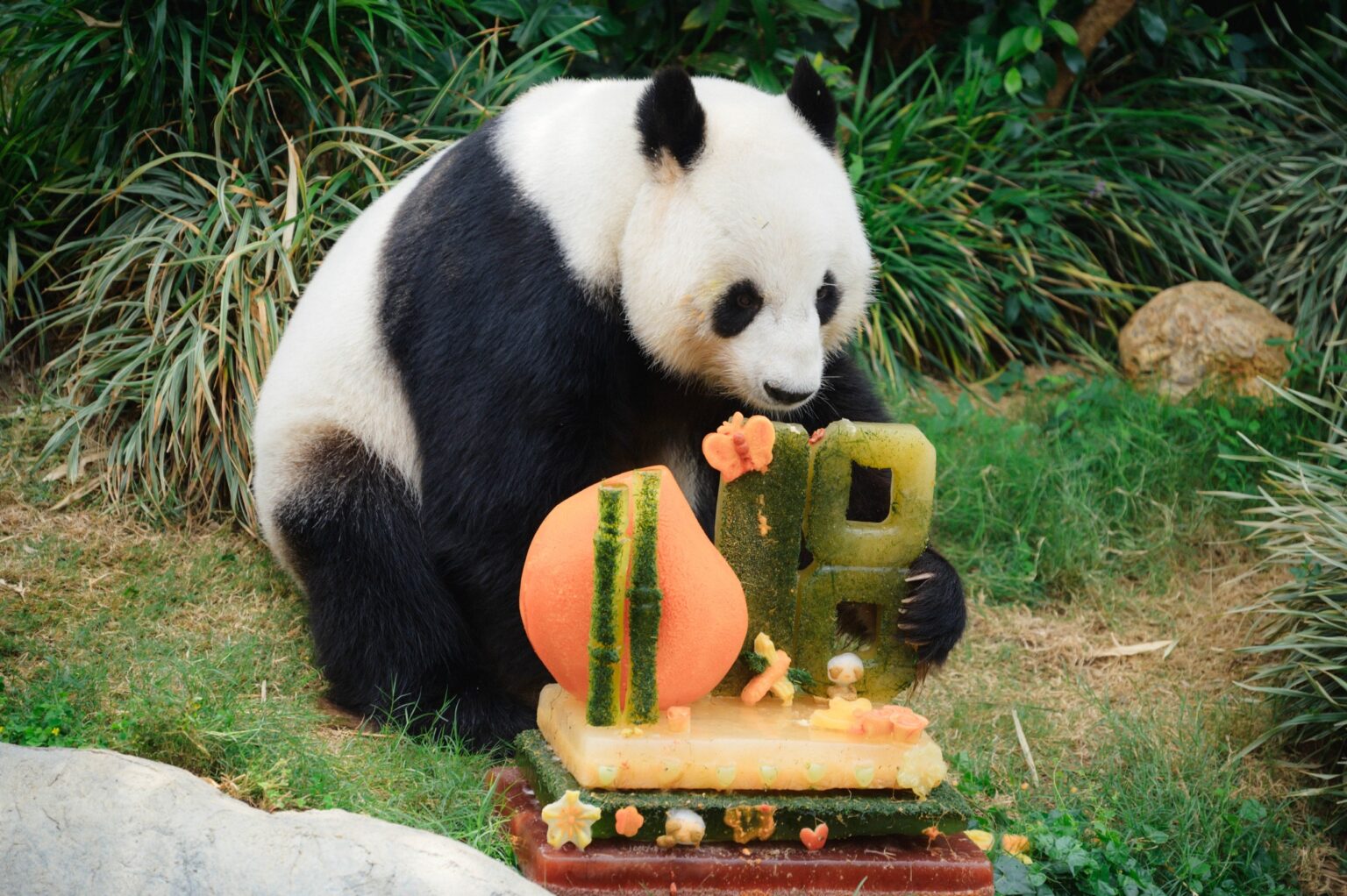 One of the Ocean Park pandas sits in front of a birthday cake. The peach-and-orange-hued cake has an '18' age topper that is made out of freen ice lollies.