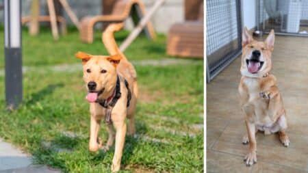 dog adoption date scpa october 7 2023