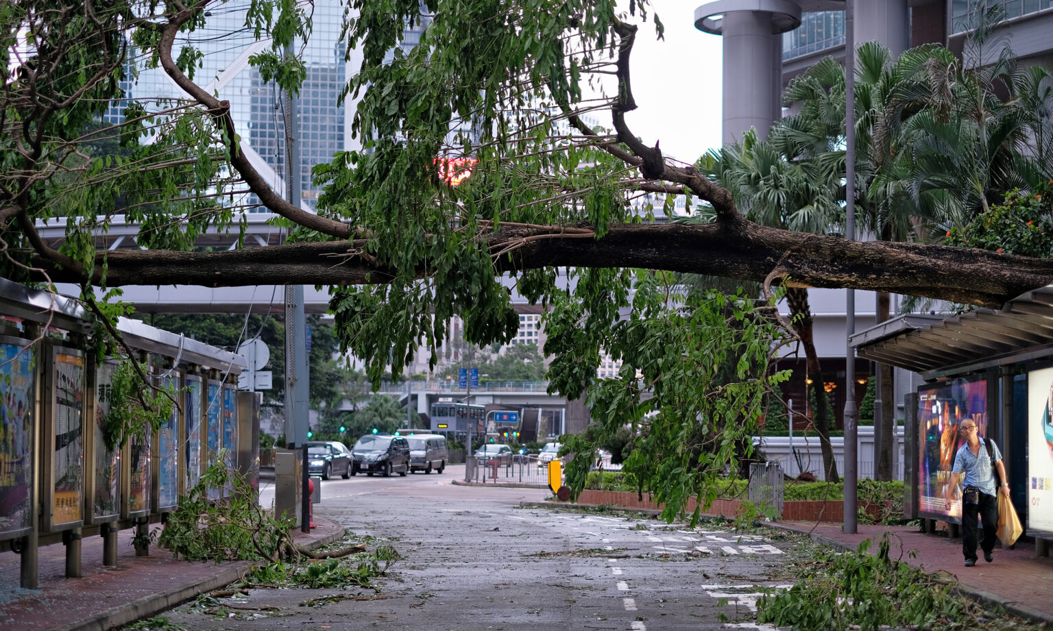 A man walks under a fallen tree rests on the tops of two bus stops on either side of a side road in Hong Kong. There are several other branches on the road. The main road can be seen in the background with cars.