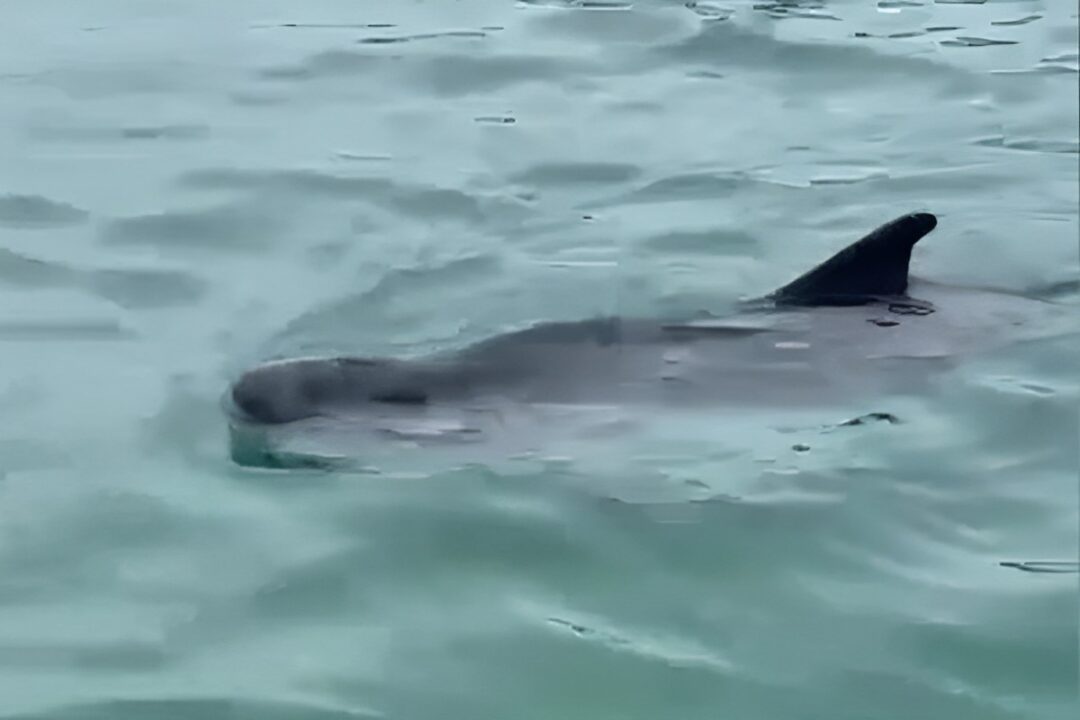 screenshot of a whale seen in deep water bay in hong kong