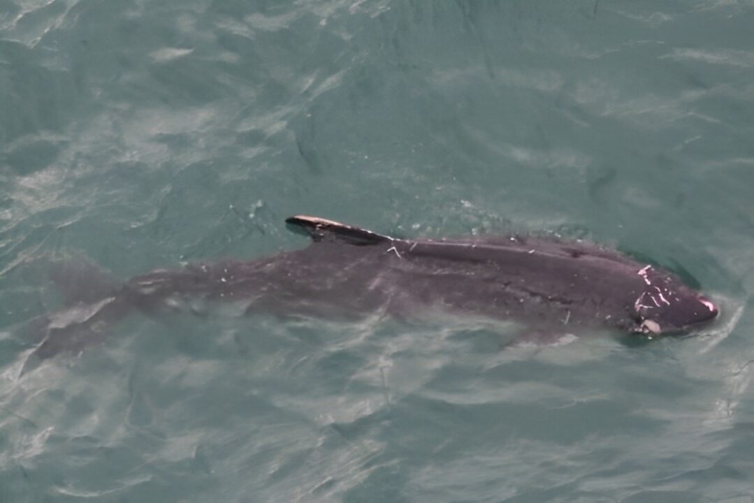 an aerial shot of a whale in hong kong with injuries on its head
