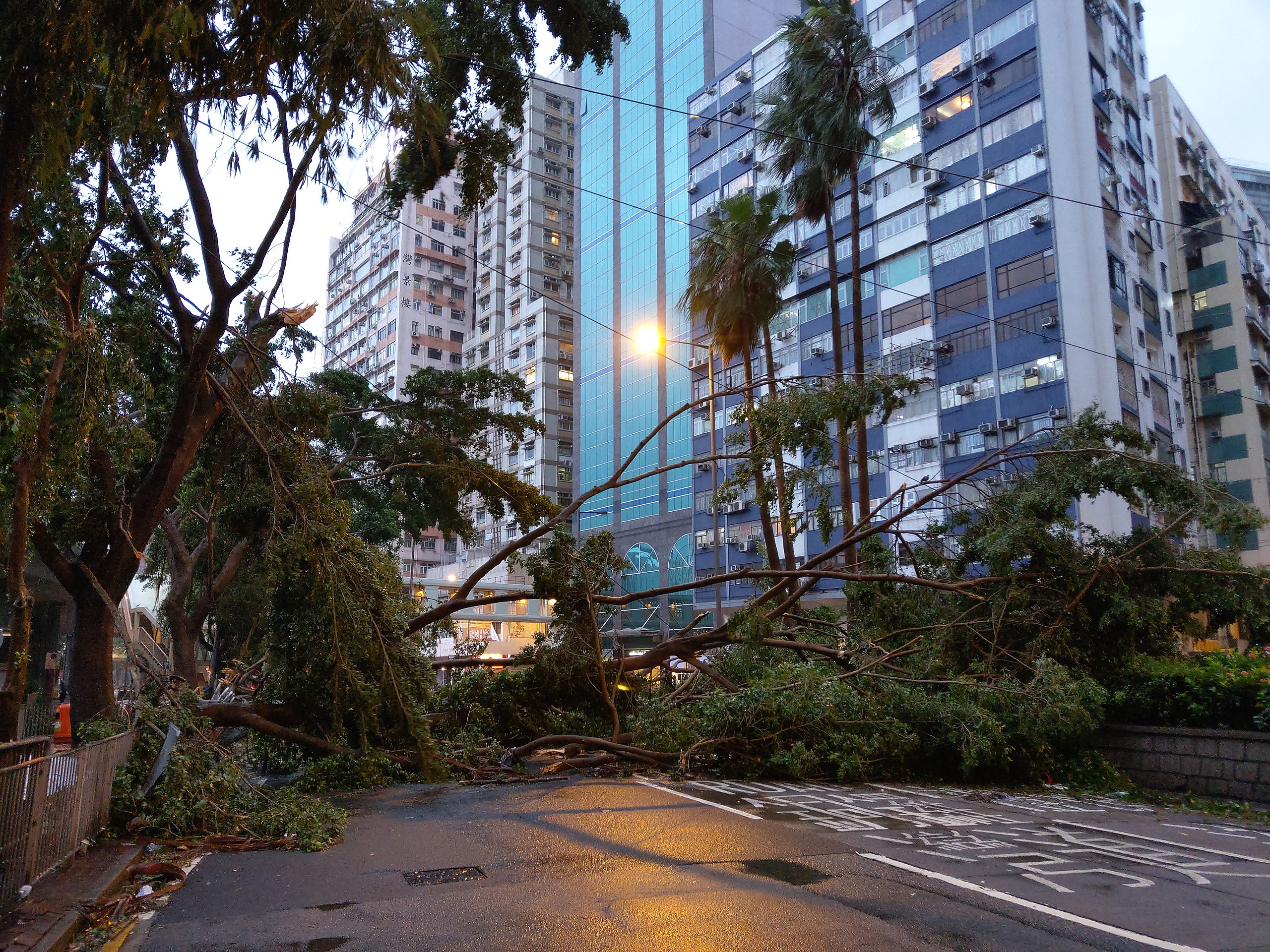 Fallen trees block the road in Causeway Bay after Typhoon Mangkhut struck Hong Kong.