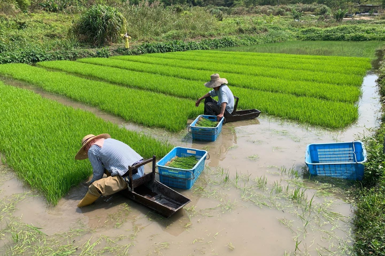 farmers working on a paddy field at yi o