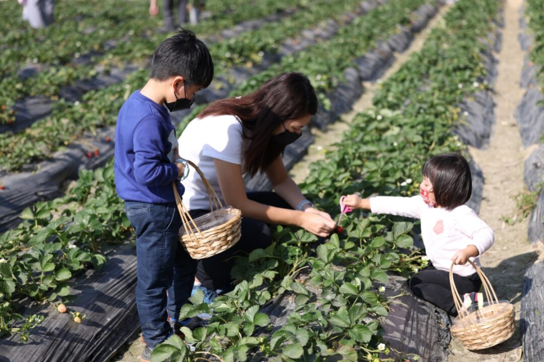 children and woman picking strawberries