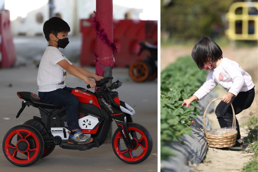 a young boy on a toy motorbike and a young girl picking strawberries at kam tin country park