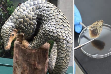 Hong Kong Scientists Help Discover New ‘Mystery’ Asian Pangolin Species pangolin model and pangolin scale