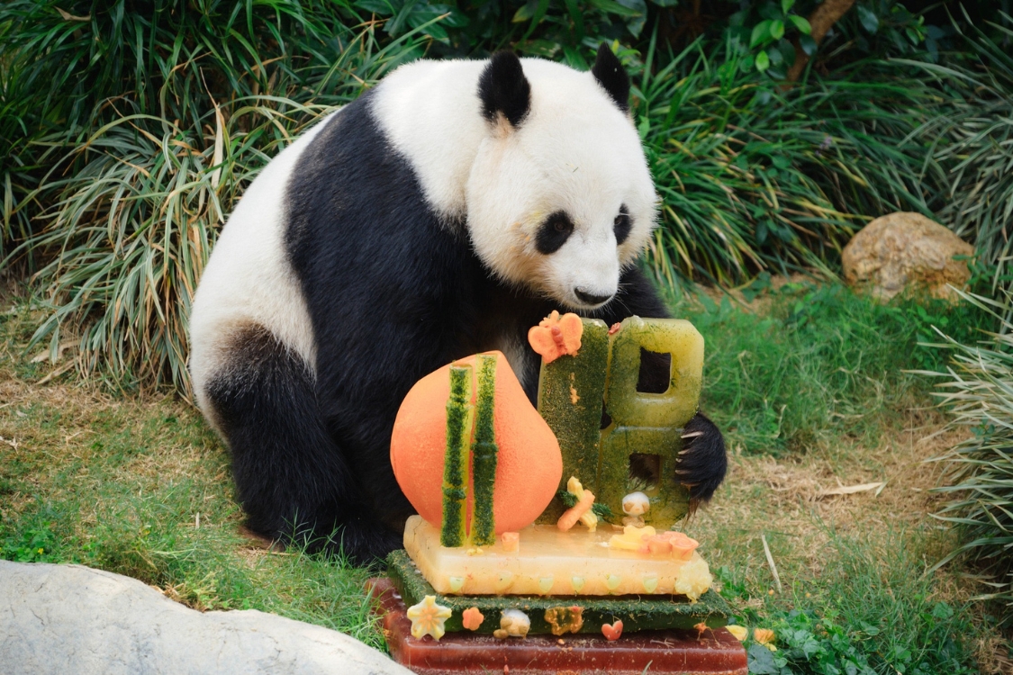giant panda le le ocean park hong kong