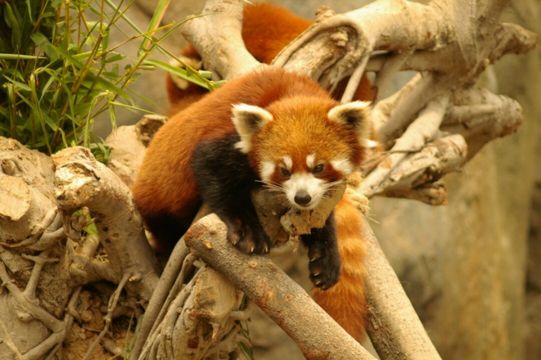 red panda ocean park hong kong