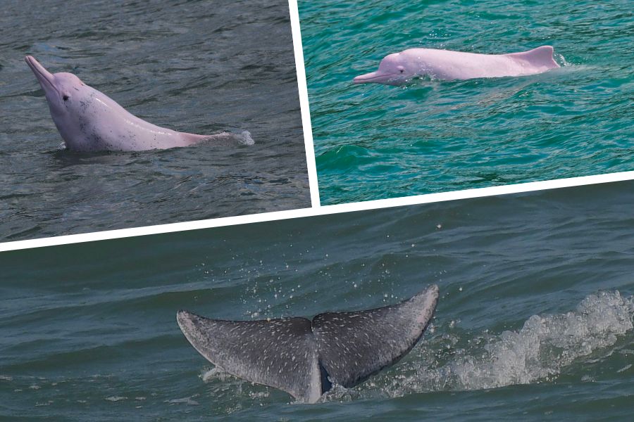 pink dolphins hong kong