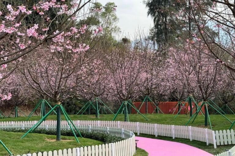 Cherry Blossom in Hong Kong: When, Where, Photos & Details - The HK HUB