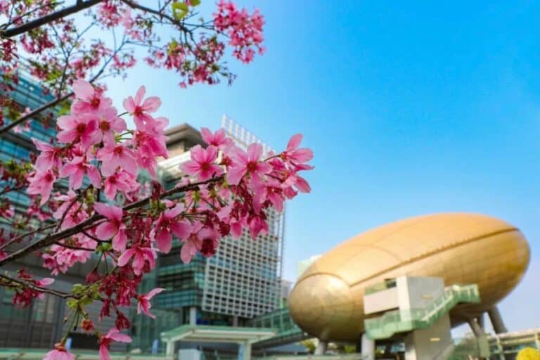 Cherry Blossom in Hong Kong: When, Where, Photos & Details - The HK HUB