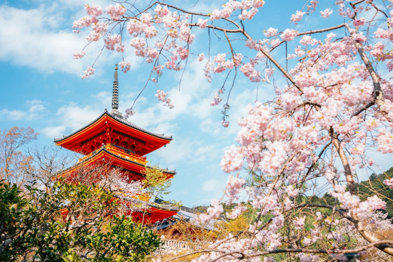 japan cherry blossoms forecast 2024