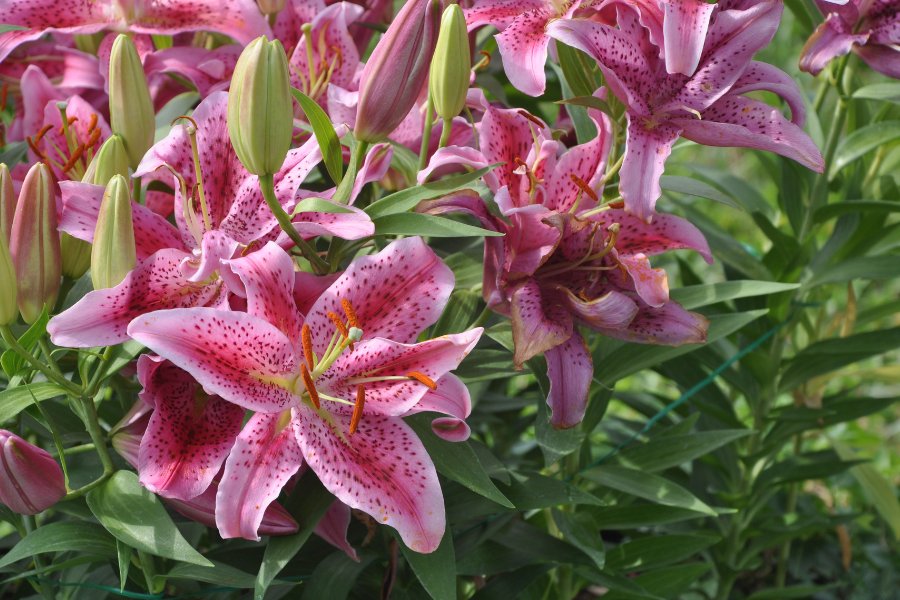 pink lilies chinese new year flower