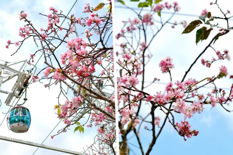 Cherry Blossom in Hong Kong: When, Where, Photos & Details - The HK HUB