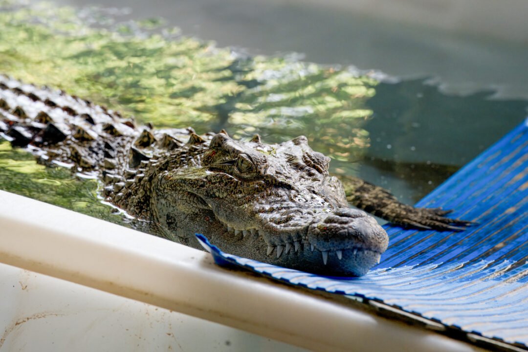 ocean park hong kong invites hongkongers to name crocodile