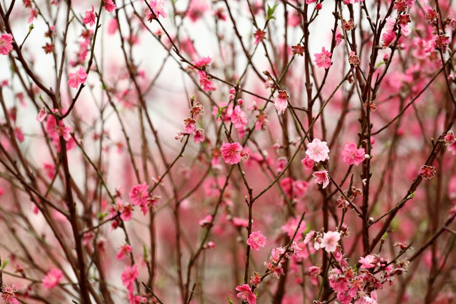 peach blossoms chinese new year flower