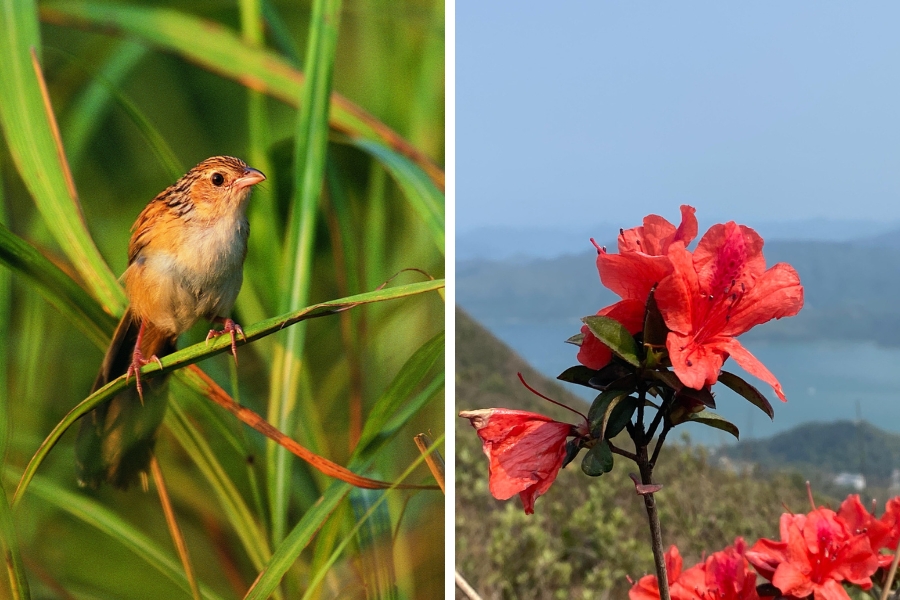 chinese grassbird and red azalea robin's nest country park hong kong